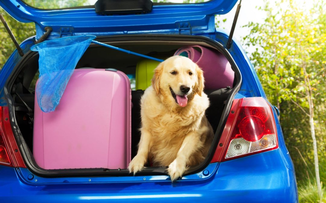 Dog on a road trip