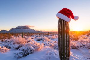 Festive cactus in winter desert sunset